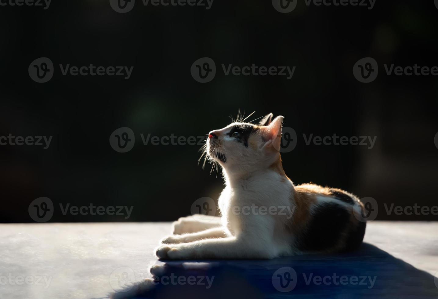 Rural Asian family cat sitting and looking up the sky with curiously against sunshine, sunlight, sunbeam, sunray, isolated with copy space. photo