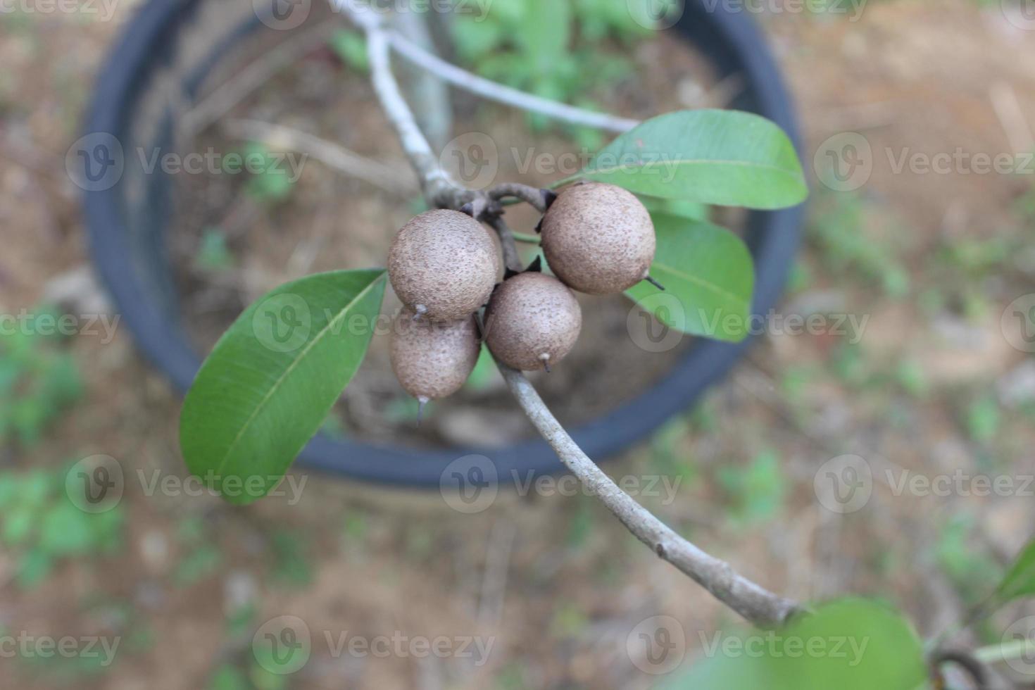 Selective focus of sapodilla fruit in the garden with blurred background. The scientific name is Manilkara zapota L. Other names of this fruit are sapota and naseberry. photo