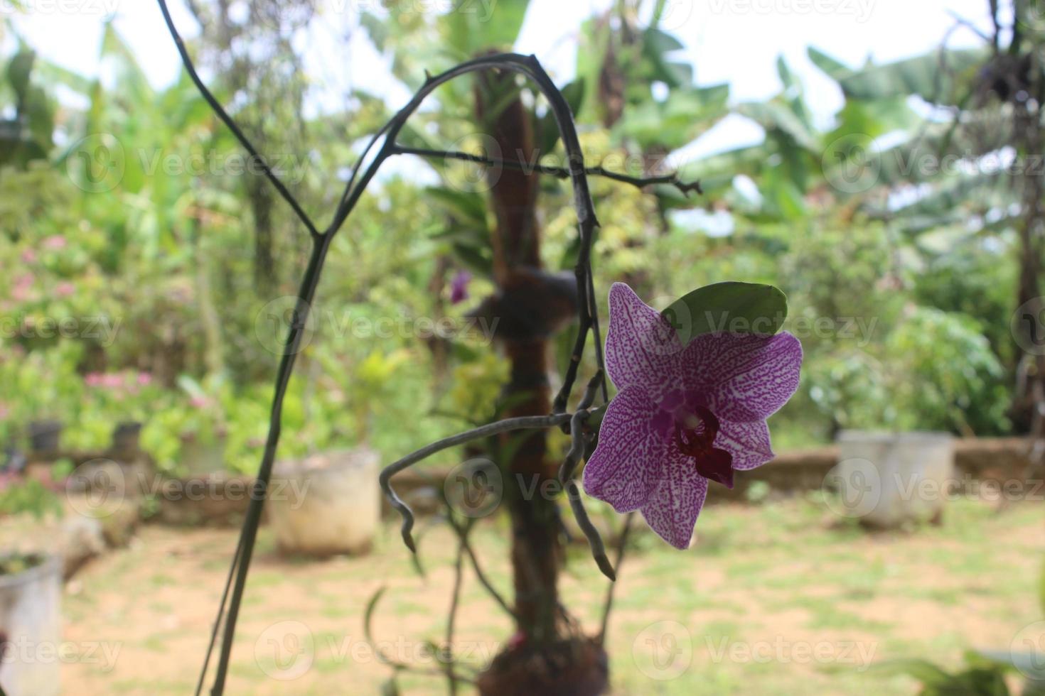 orquídea morada. enfoque selectivo de las orquídeas doritaenopsis rosa o falaenopsis en el jardín con fondo borroso. flor de orquídea lunar. foto