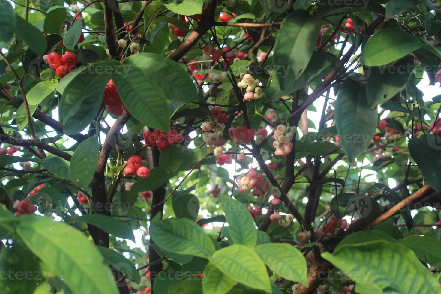 Defocused photo of red guava fruit hanging on tree.