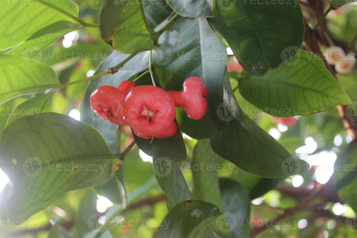 foto desenfocada de guayaba roja colgando de un árbol.