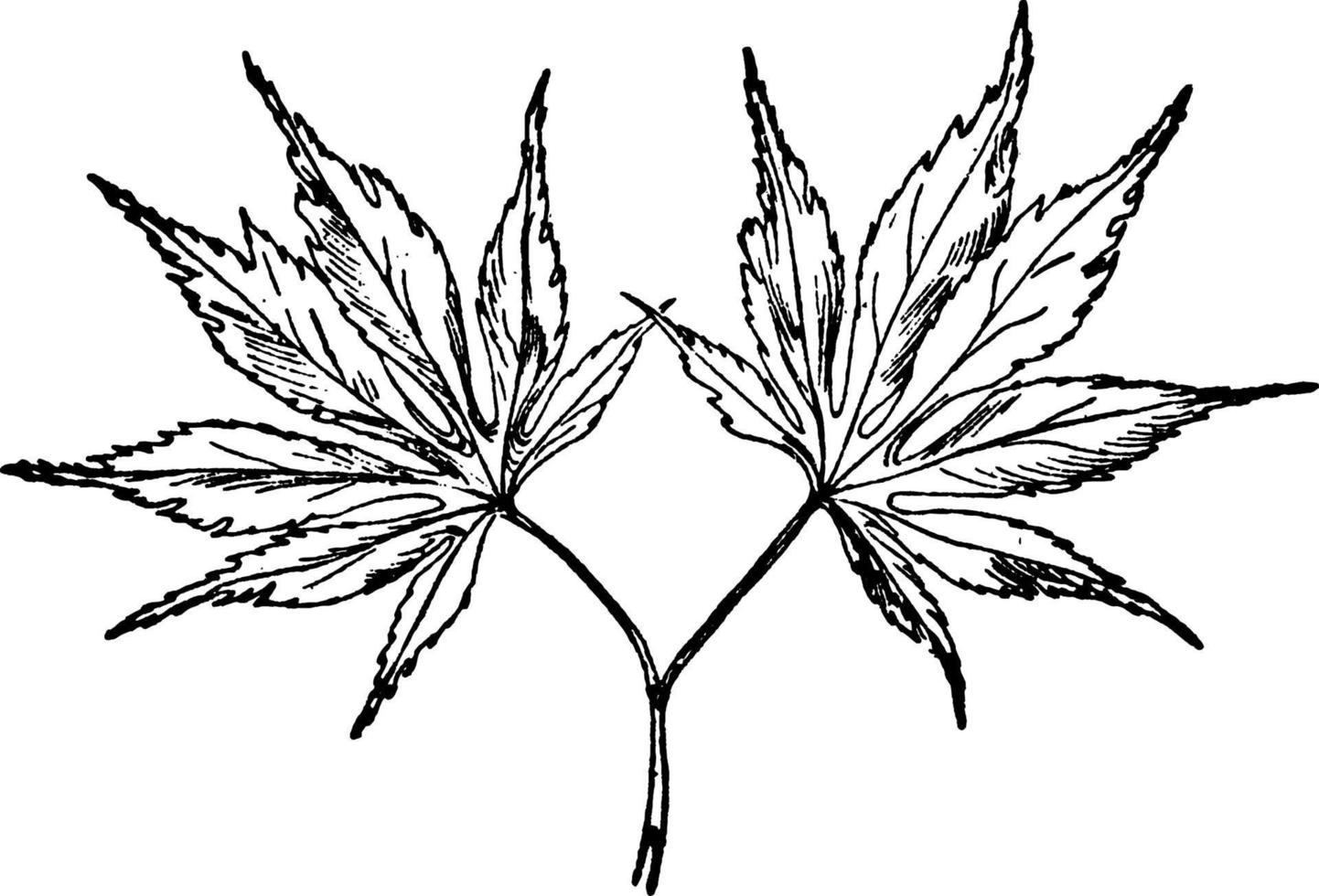 Japanese Maple vintage illustration. vector
