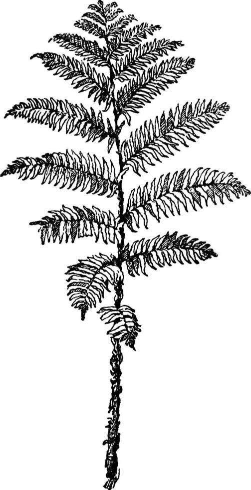 Ilustración vintage de alsophila australis. vector