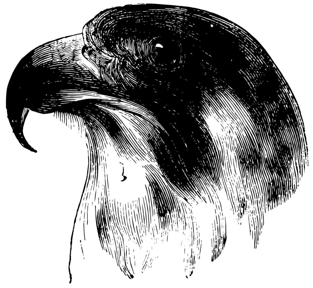 Head of a Peregrine Falcon, vintage illustration. vector