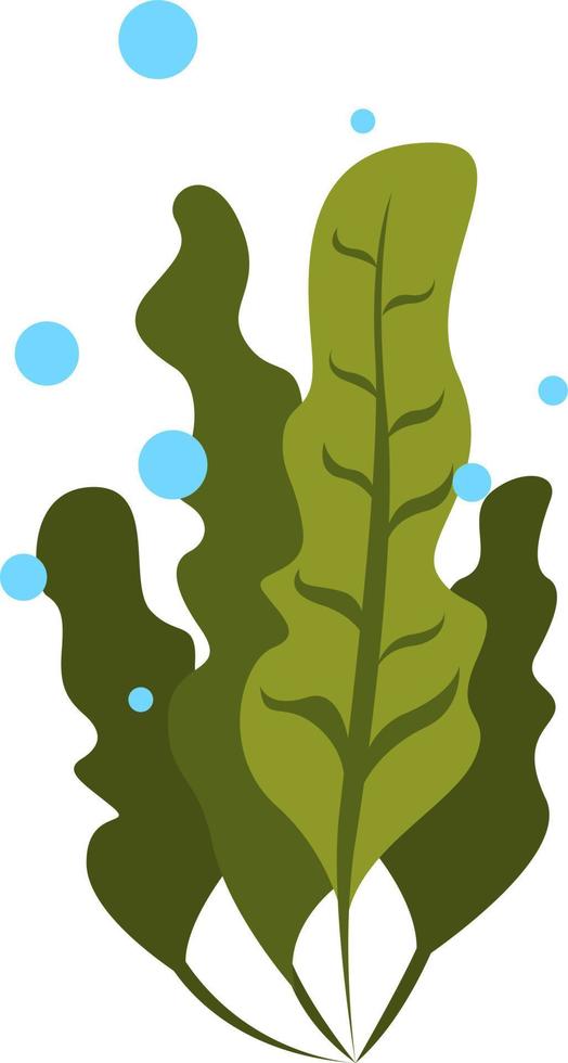 Seaweed, illustration, vector on white background.