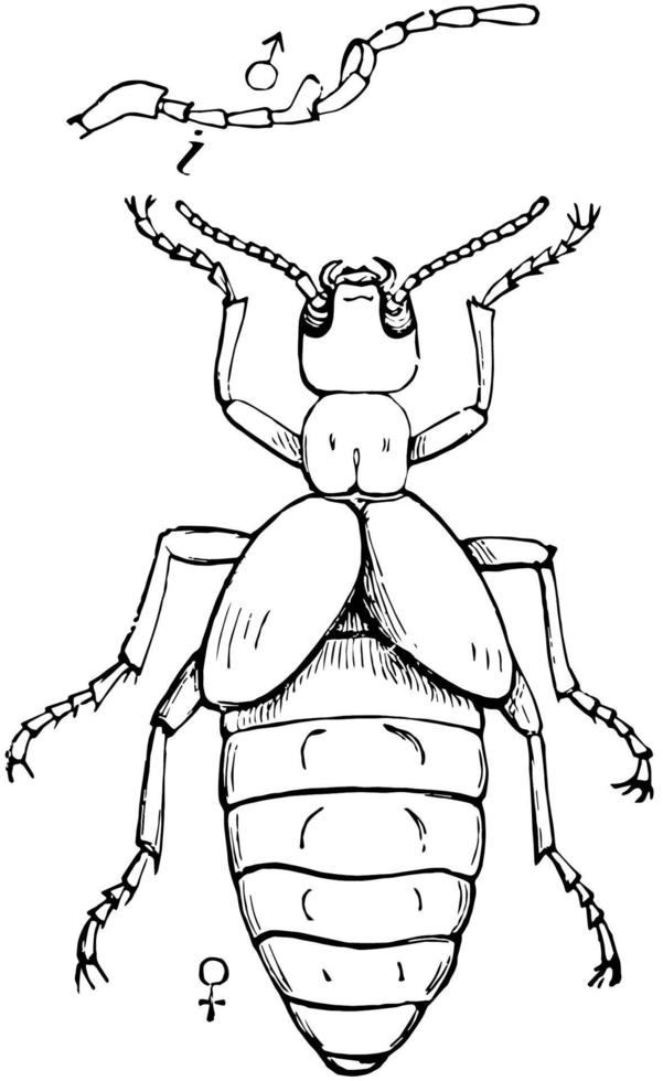 Male Blister Beetle, vintage illustration. vector
