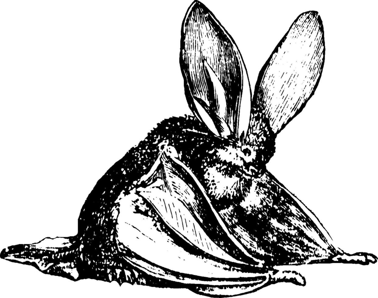 Long-Eared Bat or Plecotus auritu, vintage illustration. vector