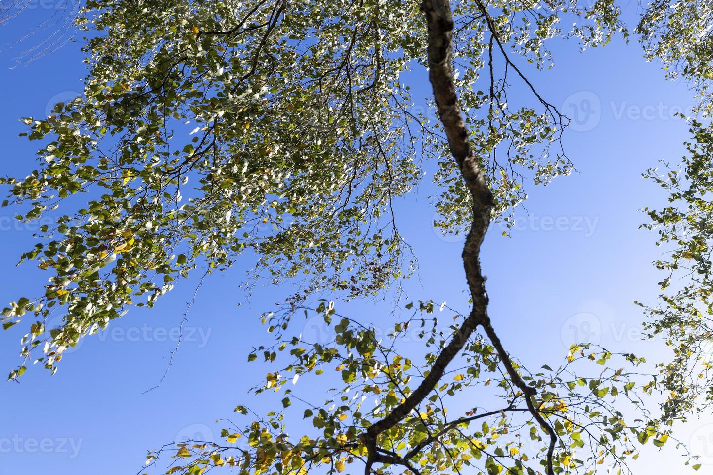 sunny autumn weather in a birch forest with a blue sky photo