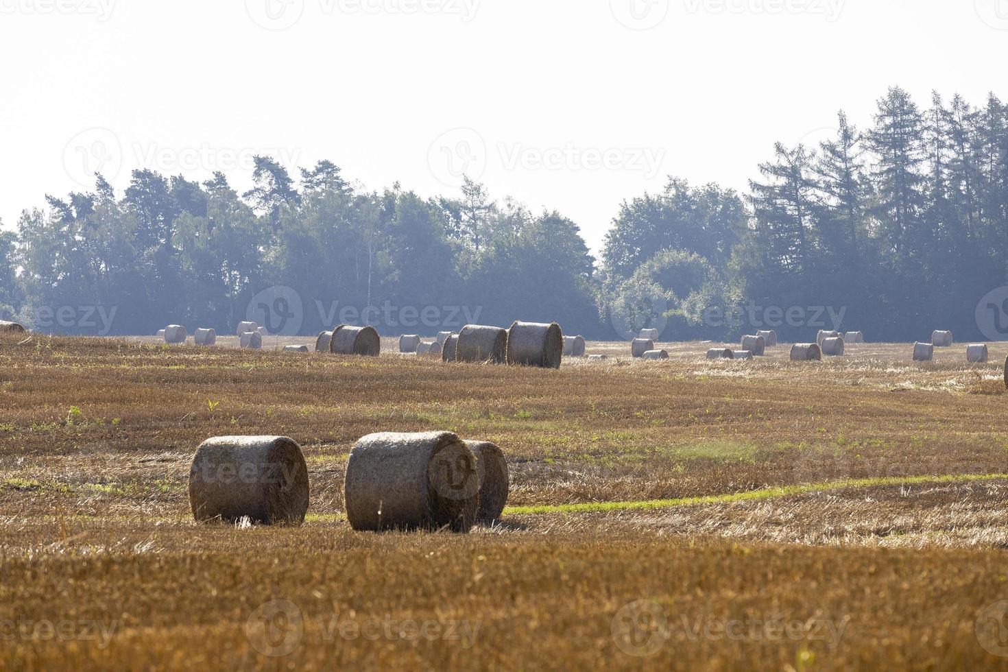 Straw stack after harvesting grain in the field photo