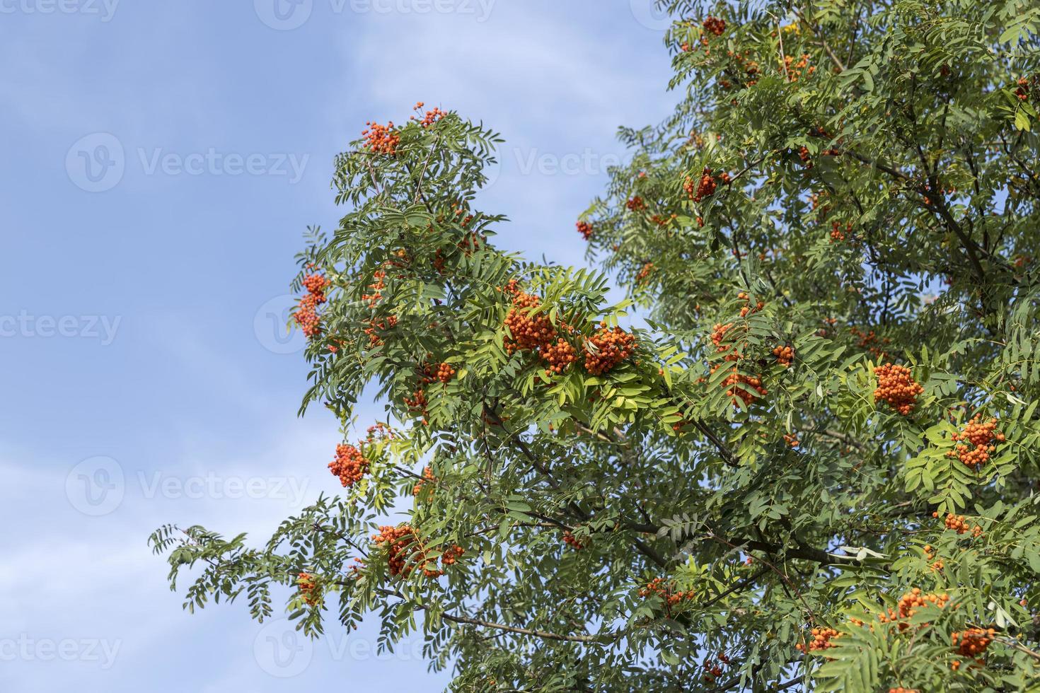 Red rowan berries in the summer photo