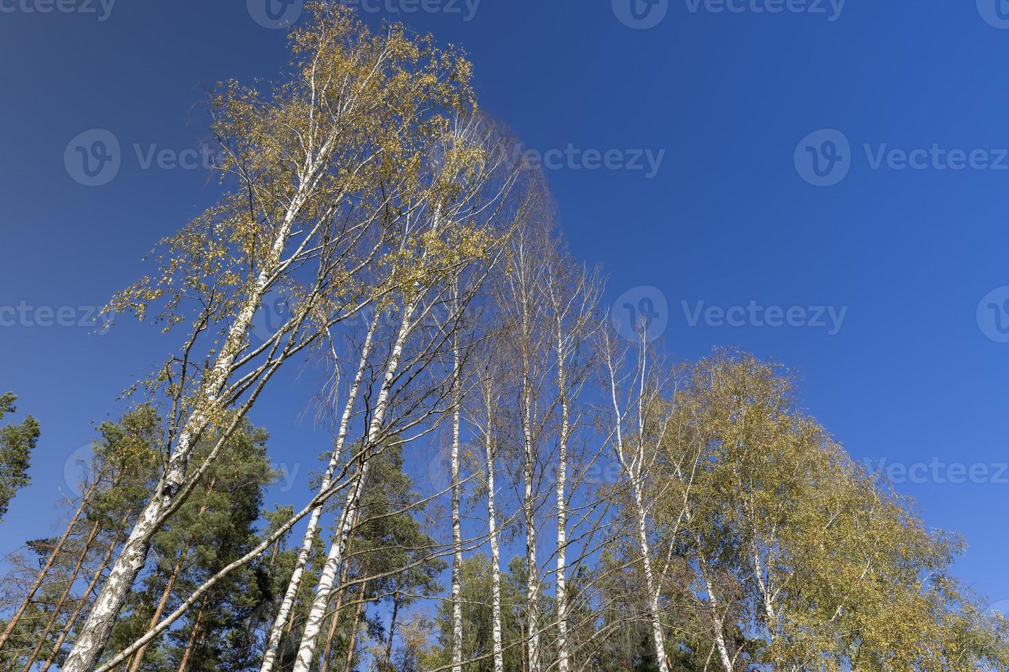 Birch grove with tall birch trees in autumn photo