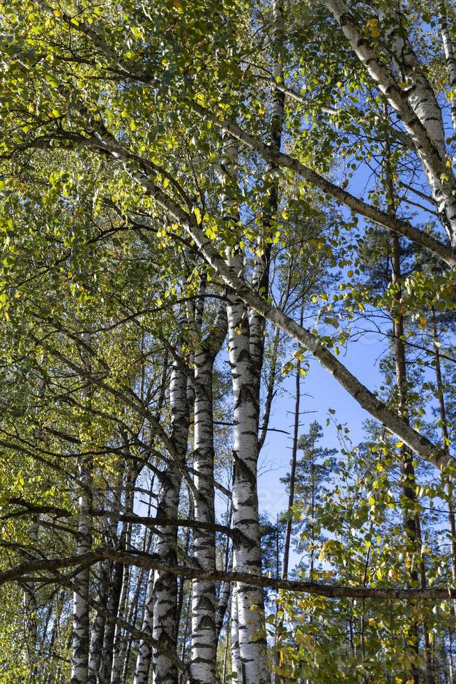 Birch grove with tall birch trees in autumn photo