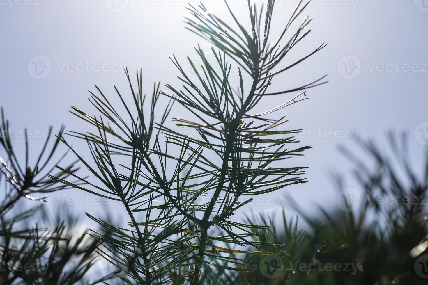 Coniferous pine tree with long needles photo