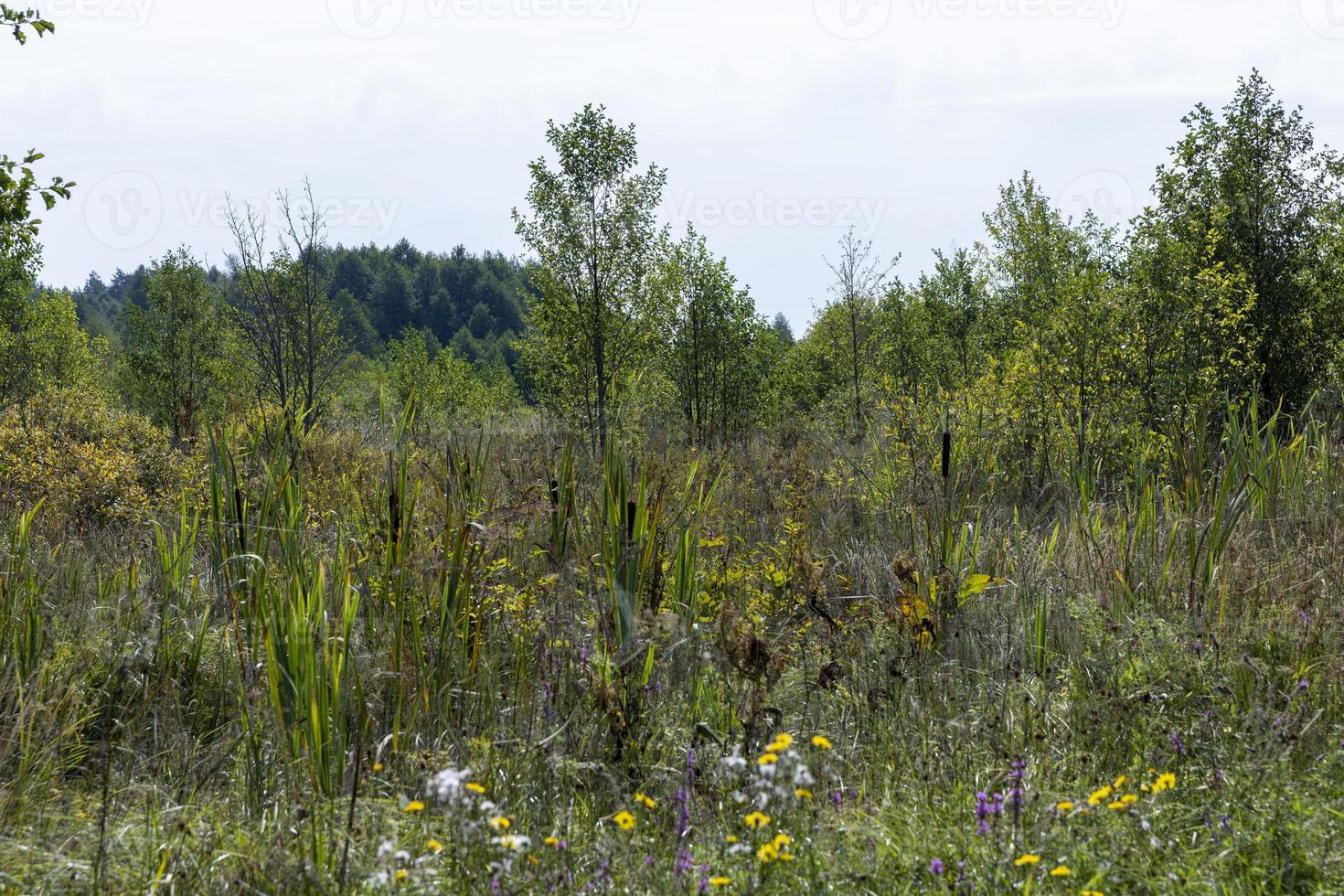 Swampy terrain with plants in summer photo