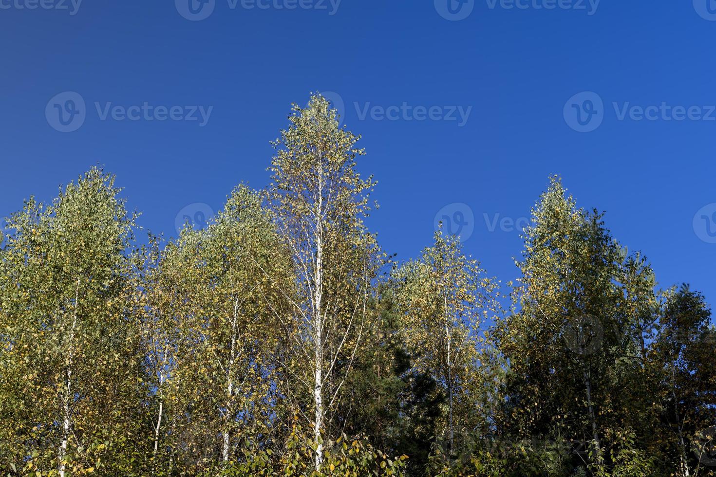 sunny autumn weather in a birch forest with a blue sky photo