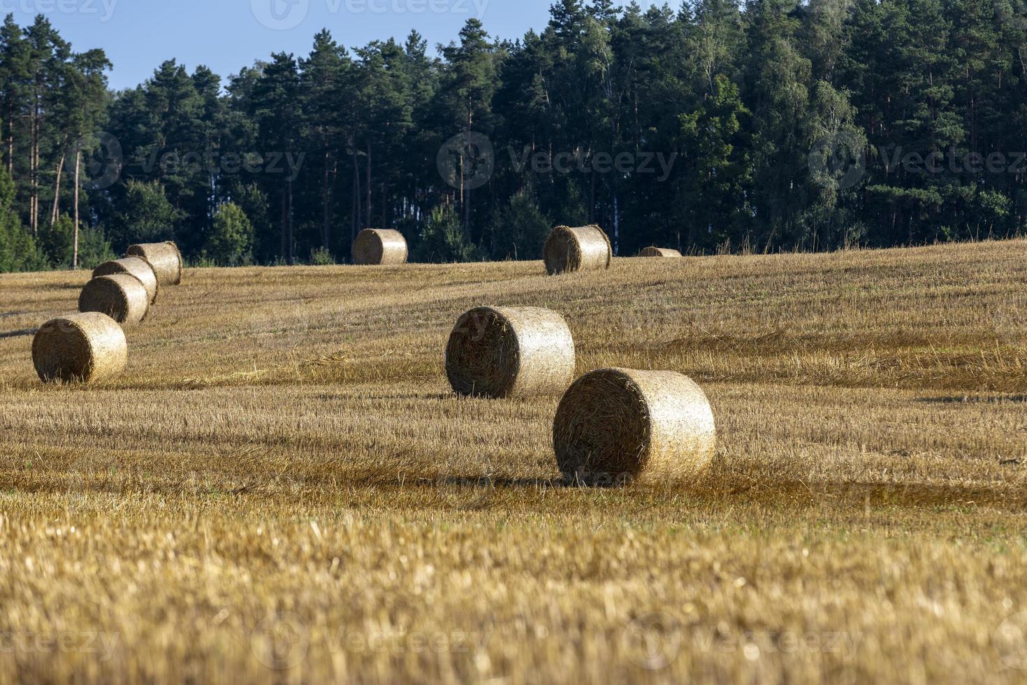 pila de paja después de cosechar el grano en el campo foto