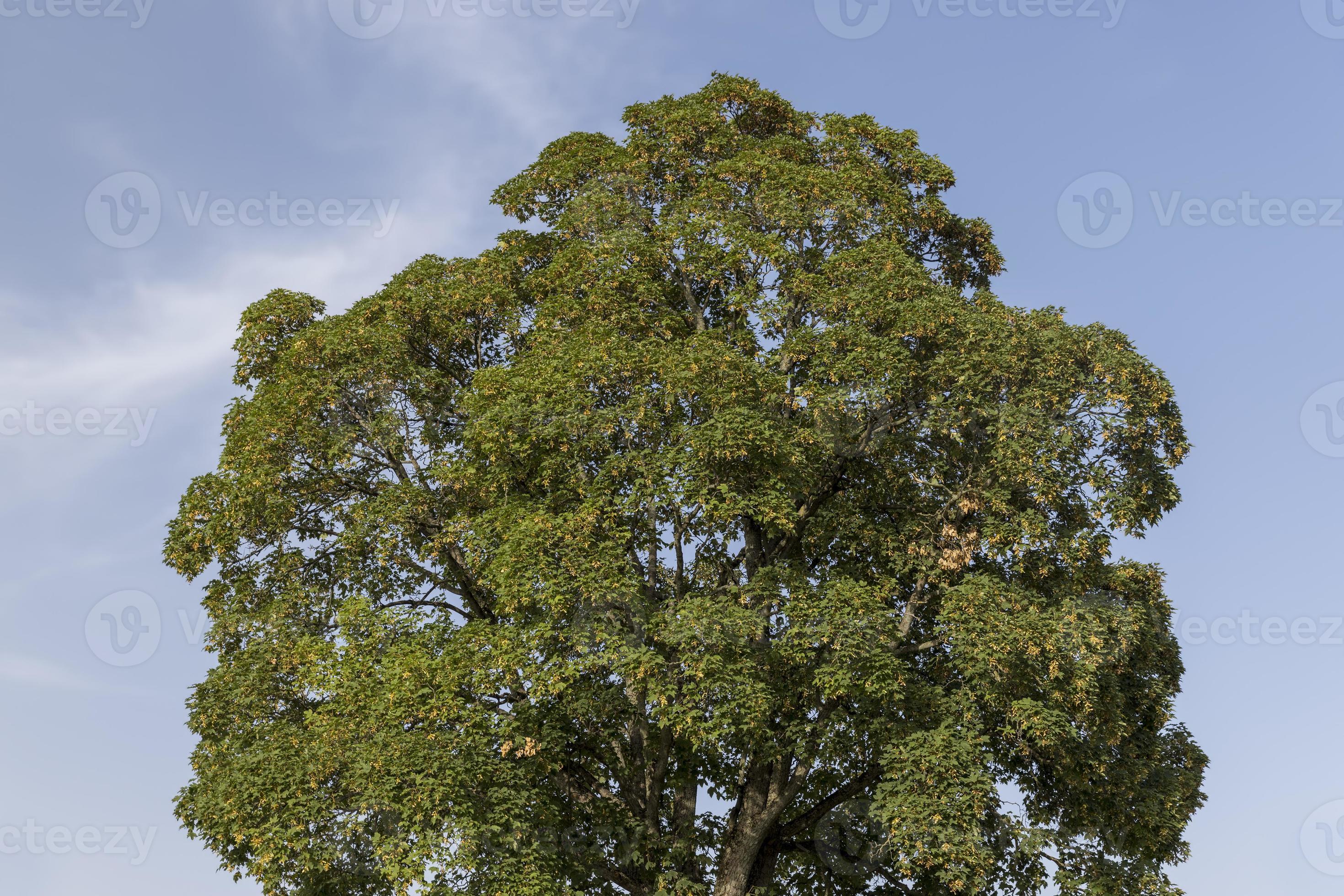 Different trees growing together in the forest 13631049 Stock Photo at