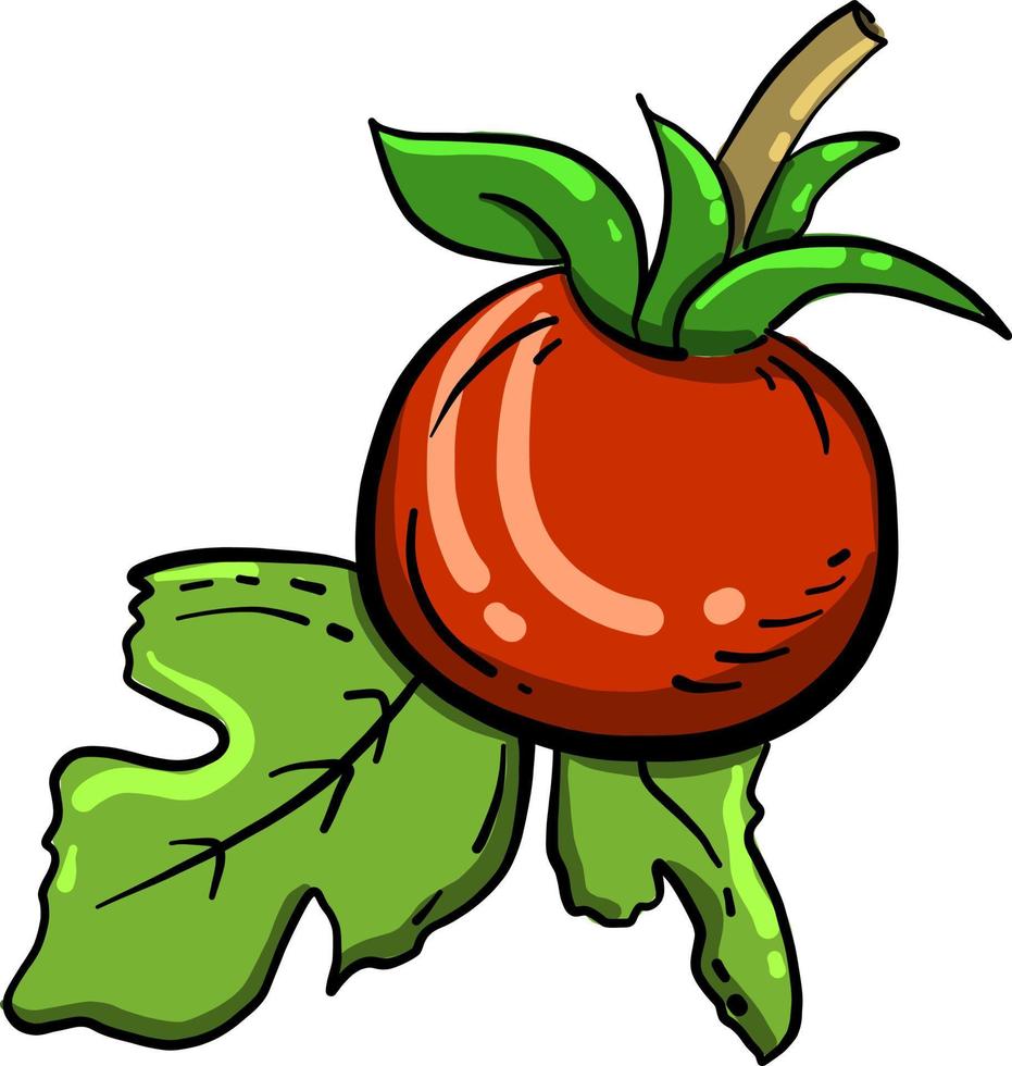 Red tomato, illustration, vector on white background