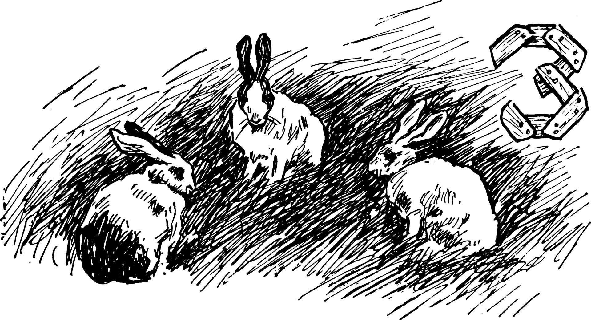 Three Rabbits, vintage illustration 13631908 Vector Art at Vecteezy