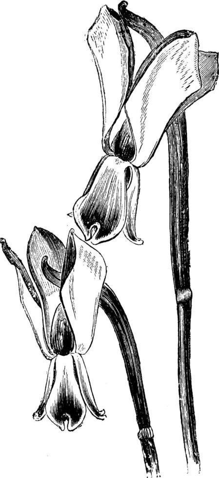 flores de galanthus nivalis reflexus ilustración vintage. vector