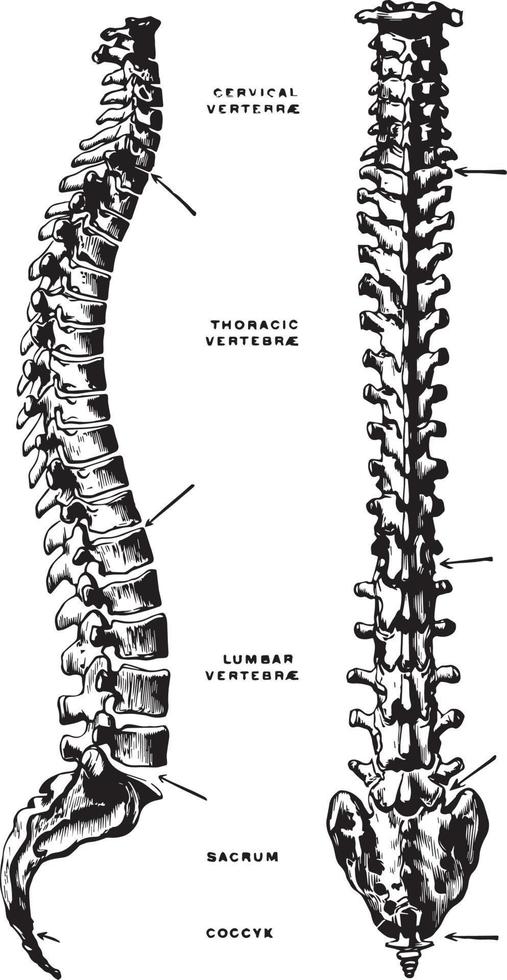 vista lateral y dorsal de la columna vertebral, ilustración antigua. vector