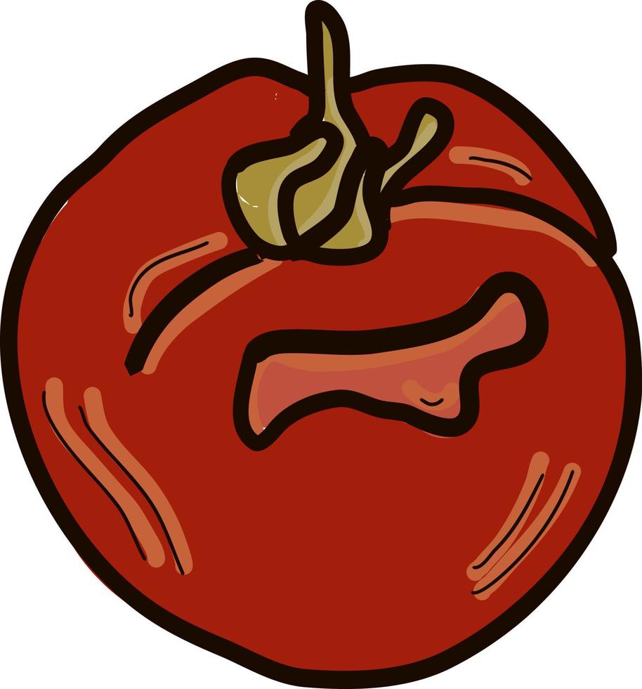 Fresh tomato, illustration, vector on white background.