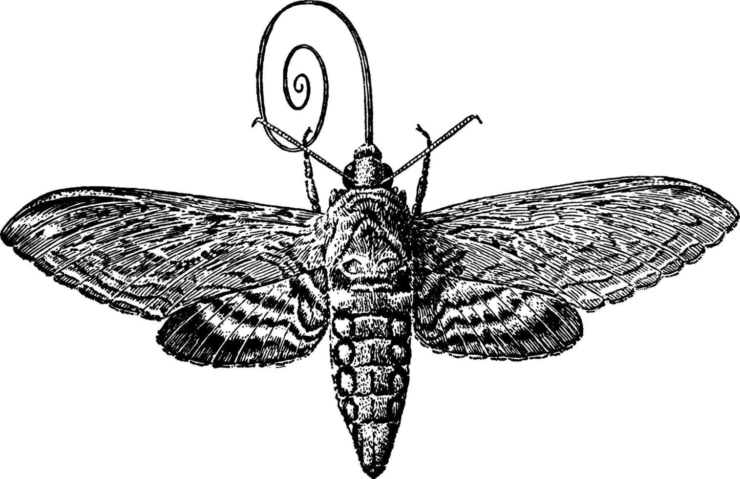 Sphinx Moth, vintage illustration. vector