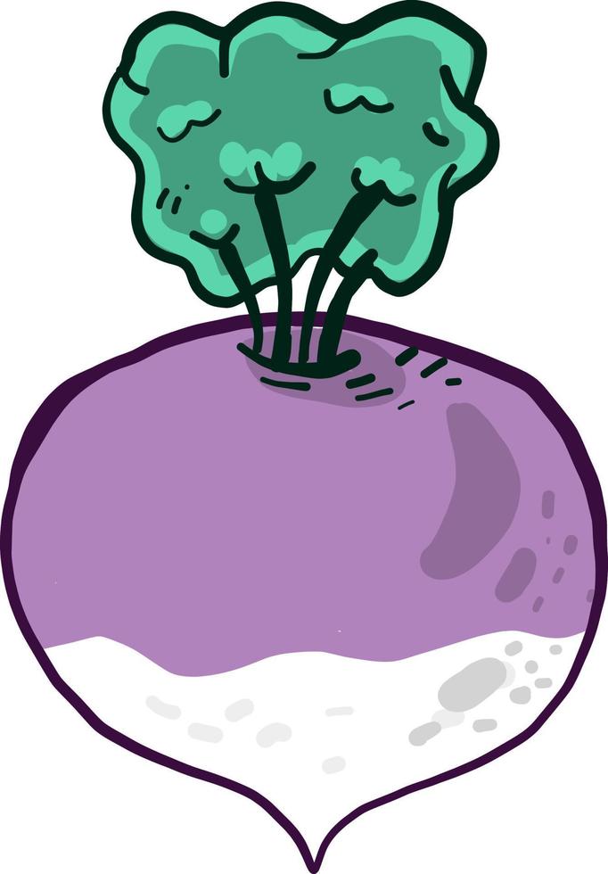 Interesting purple turnip ,illustration,vector on white background vector