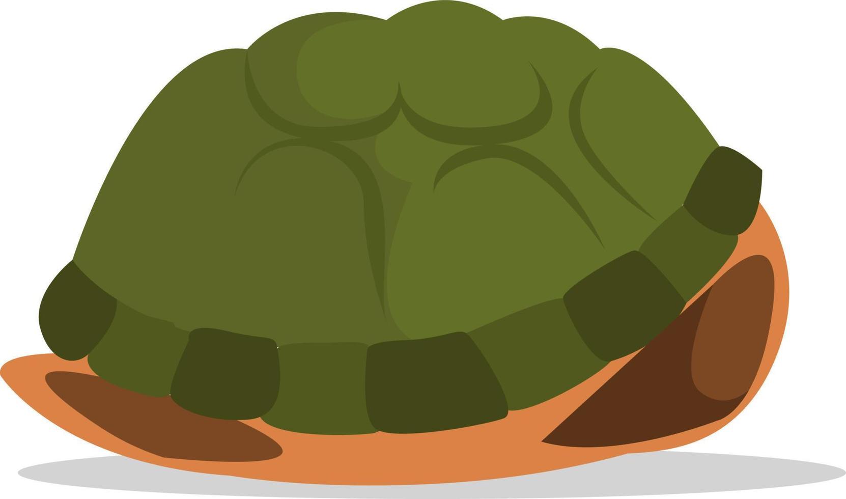 Turtles shell, illustration, vector on white background