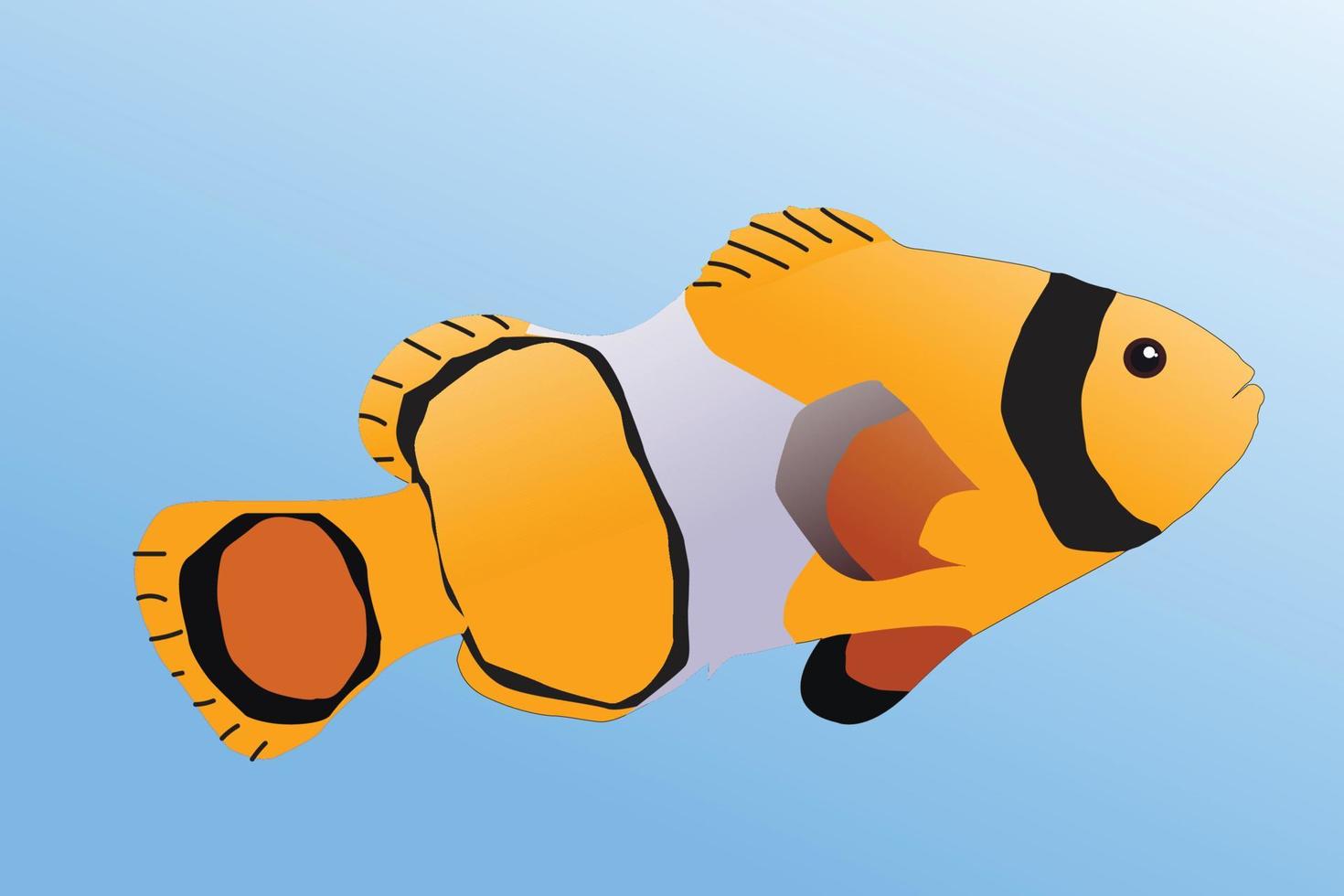 clown fish illustration, fish vector for editing and reference