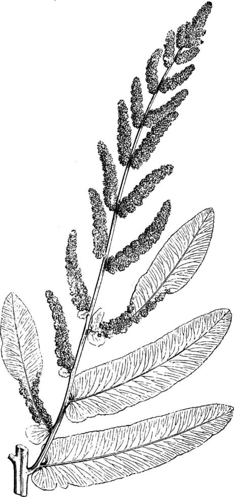 Portion of Fertile Frond of Royal Fern vintage illustration. vector