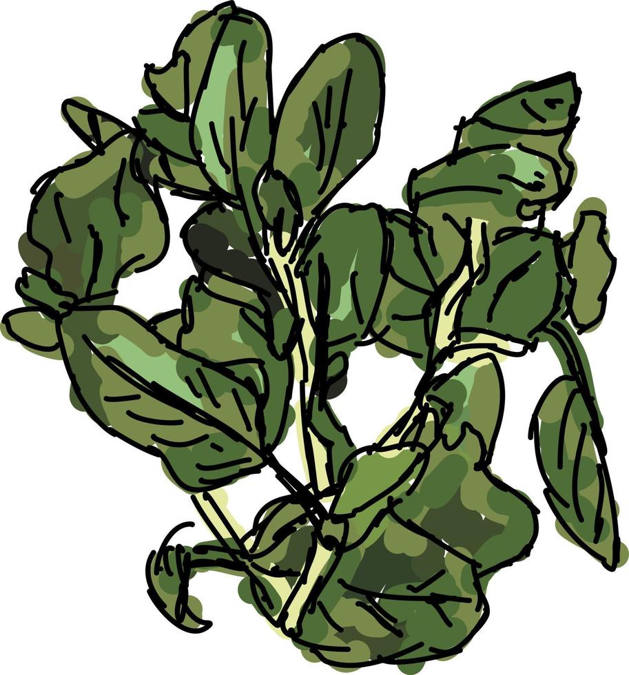 Fresh oregano, illustration, vector on white background.