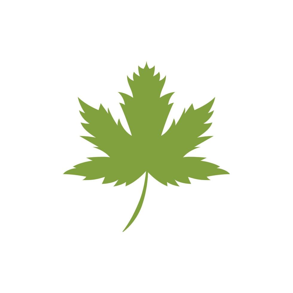 Maple leaf vector illustration