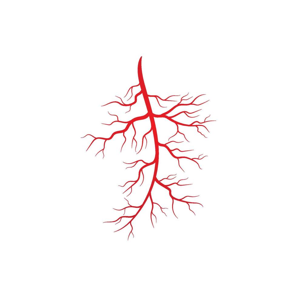 Human veins and arteries illustration vector