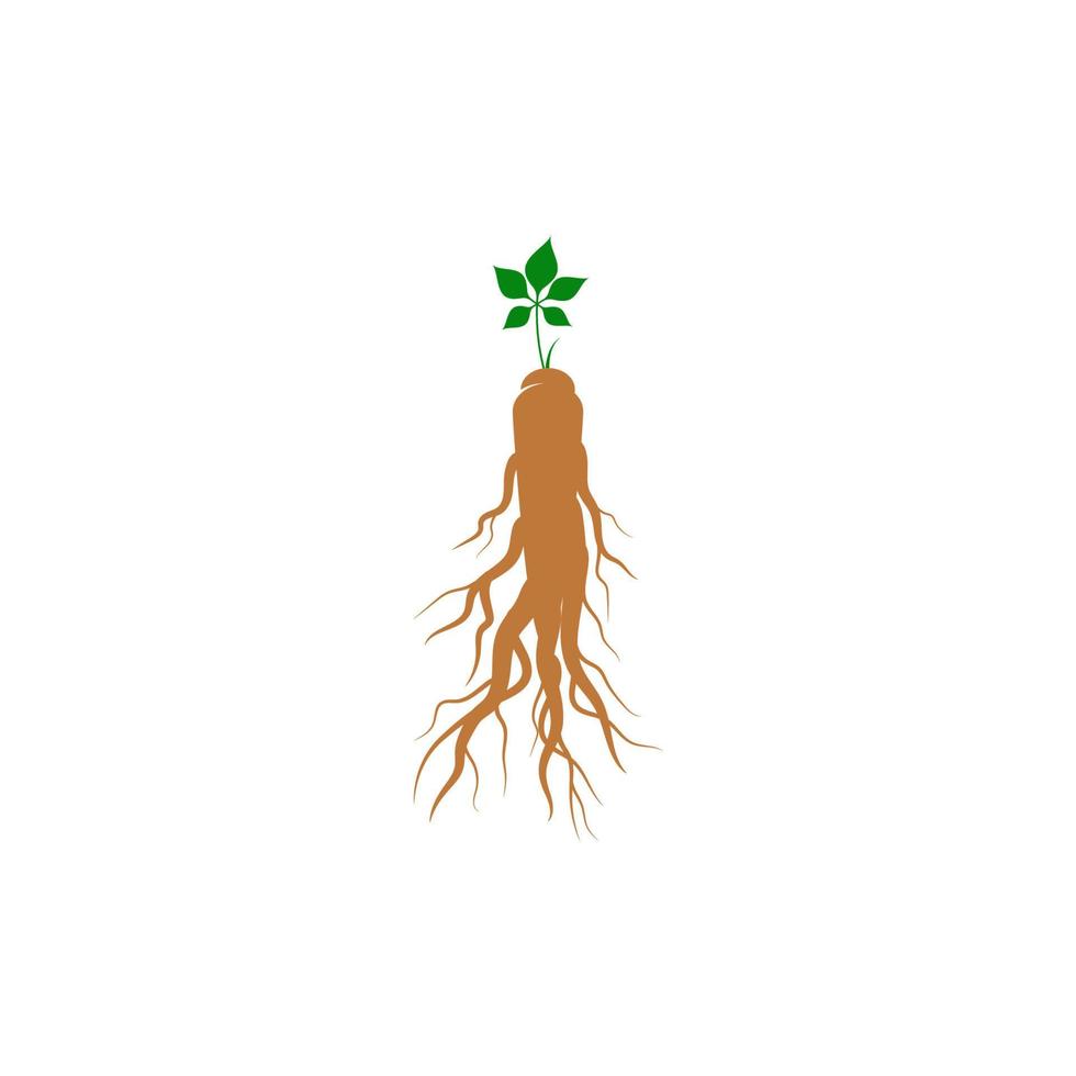 Ginseng vector icon illustration