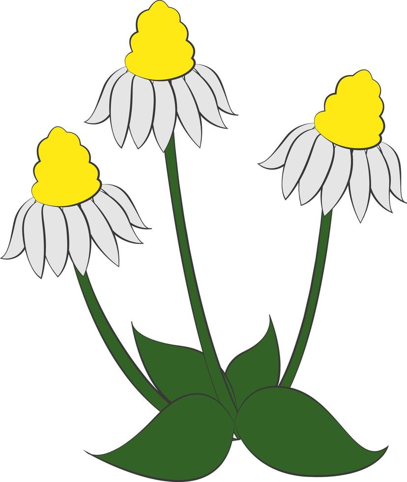 tres margaritas, ilustración, vector sobre fondo blanco.