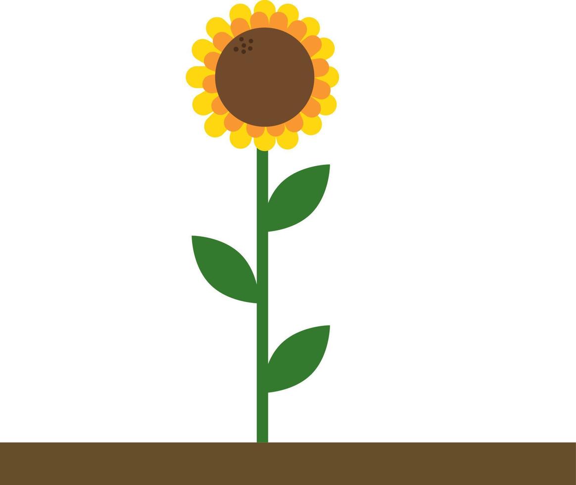 Girasol, ilustración, vector sobre fondo blanco.