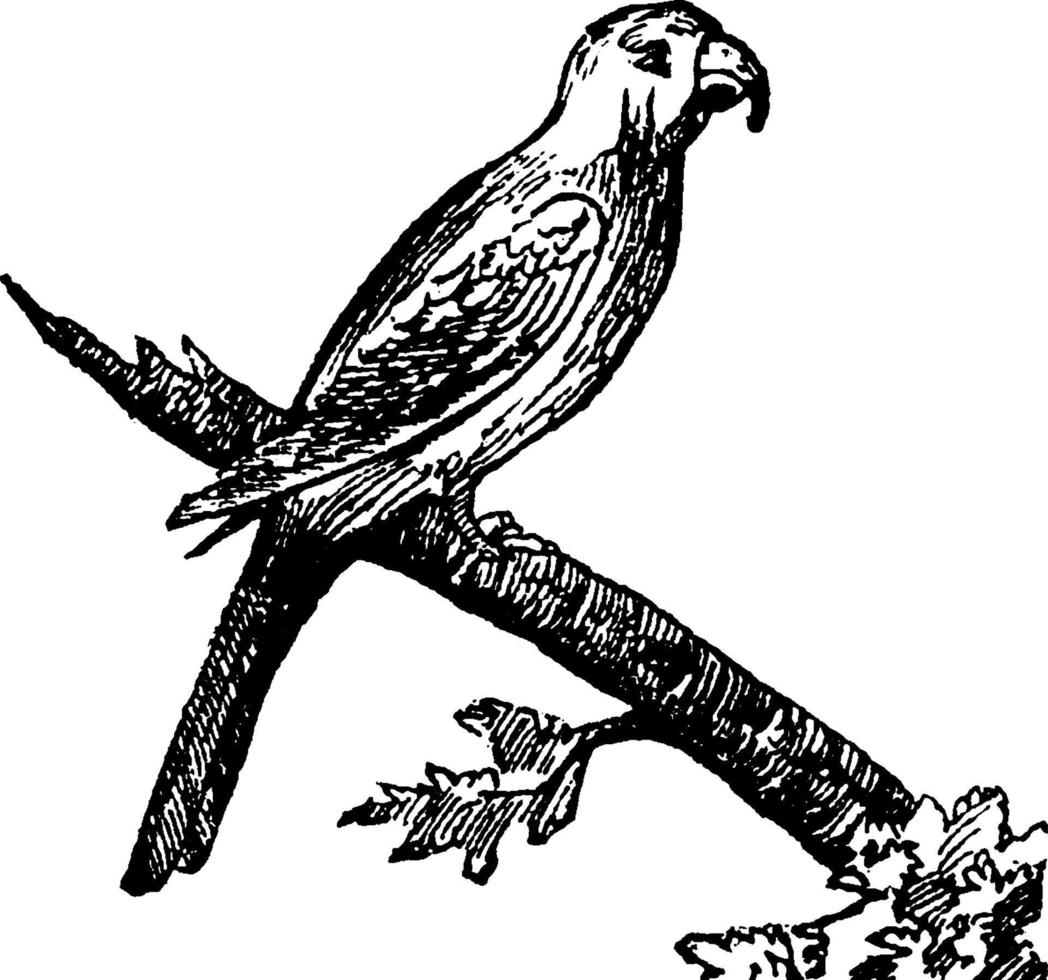 Macaw, vintage illustration. vector
