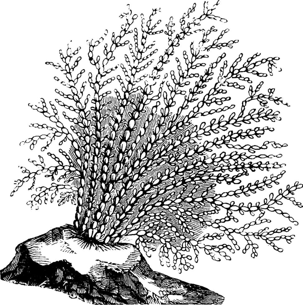 Sea fan, vintage illustration. vector