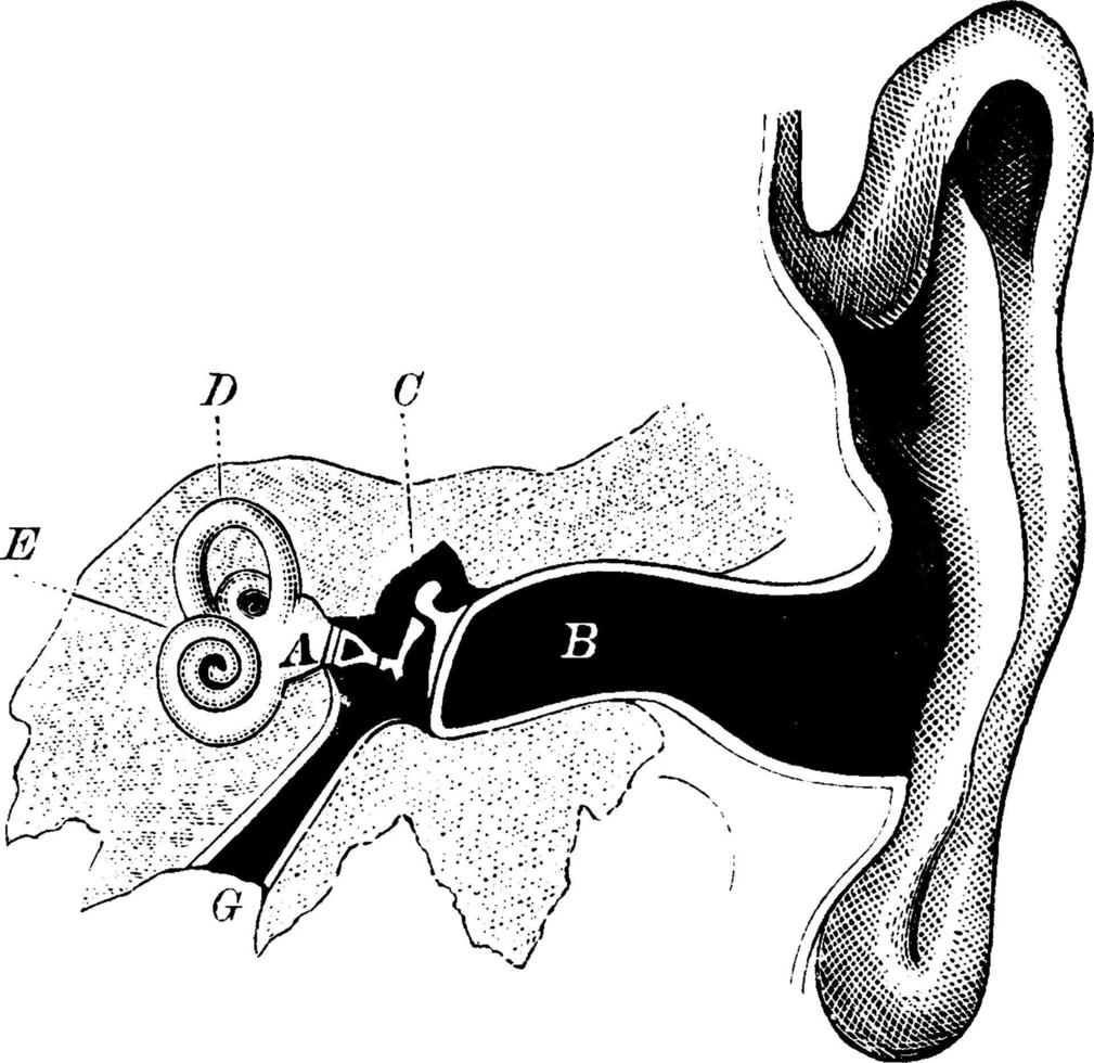 Sense of hearing Human Ear, vintage illustration. vector