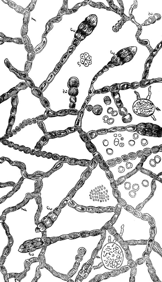 Stages of fungus growth vintage illustration. vector