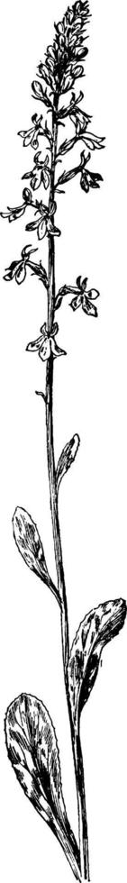 Pale Spiked Lobelia vintage illustration. vector