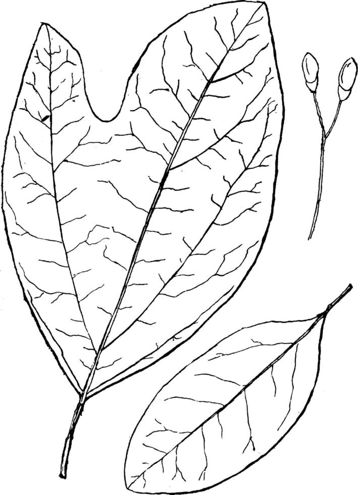 Genus Sassafras, Nees. Sassafras vintage illustration. vector