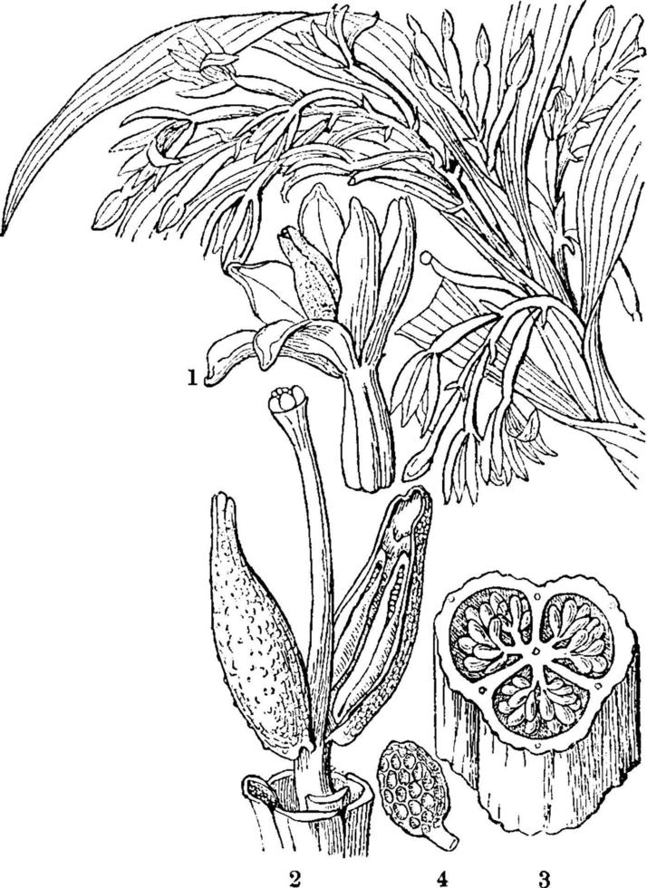 ilustración vintage de la orquídea apostasia. vector