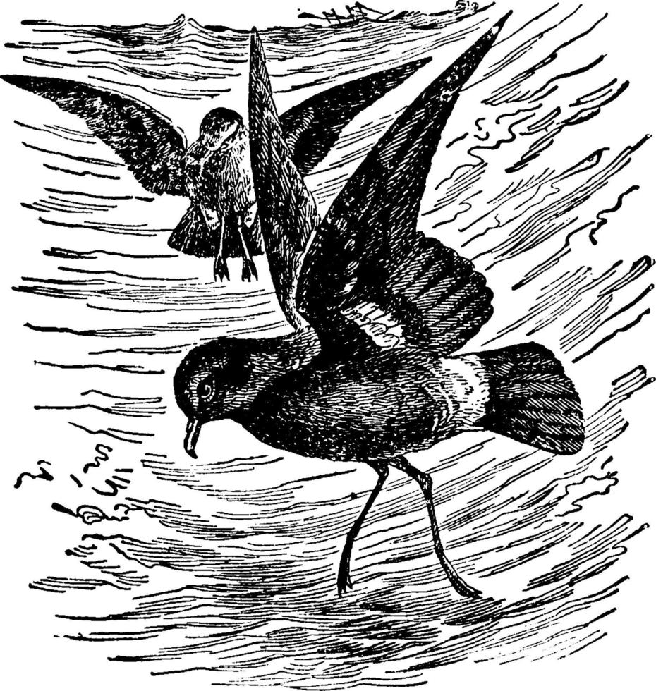 Stormy Petrel or Mother Carey's chickens or European Stormy Petrel or British Storm Petrel or Hydrobates pelagicus, vintage illustration. vector