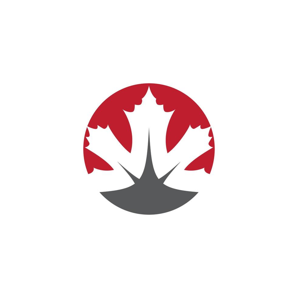 Maple leaf vector illustration