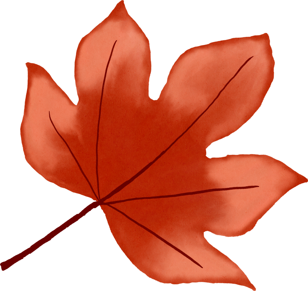 Maple leaf watercolour png