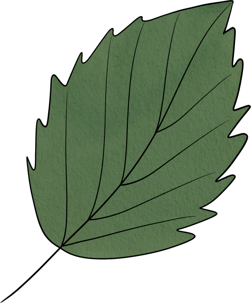 water colour leaf png