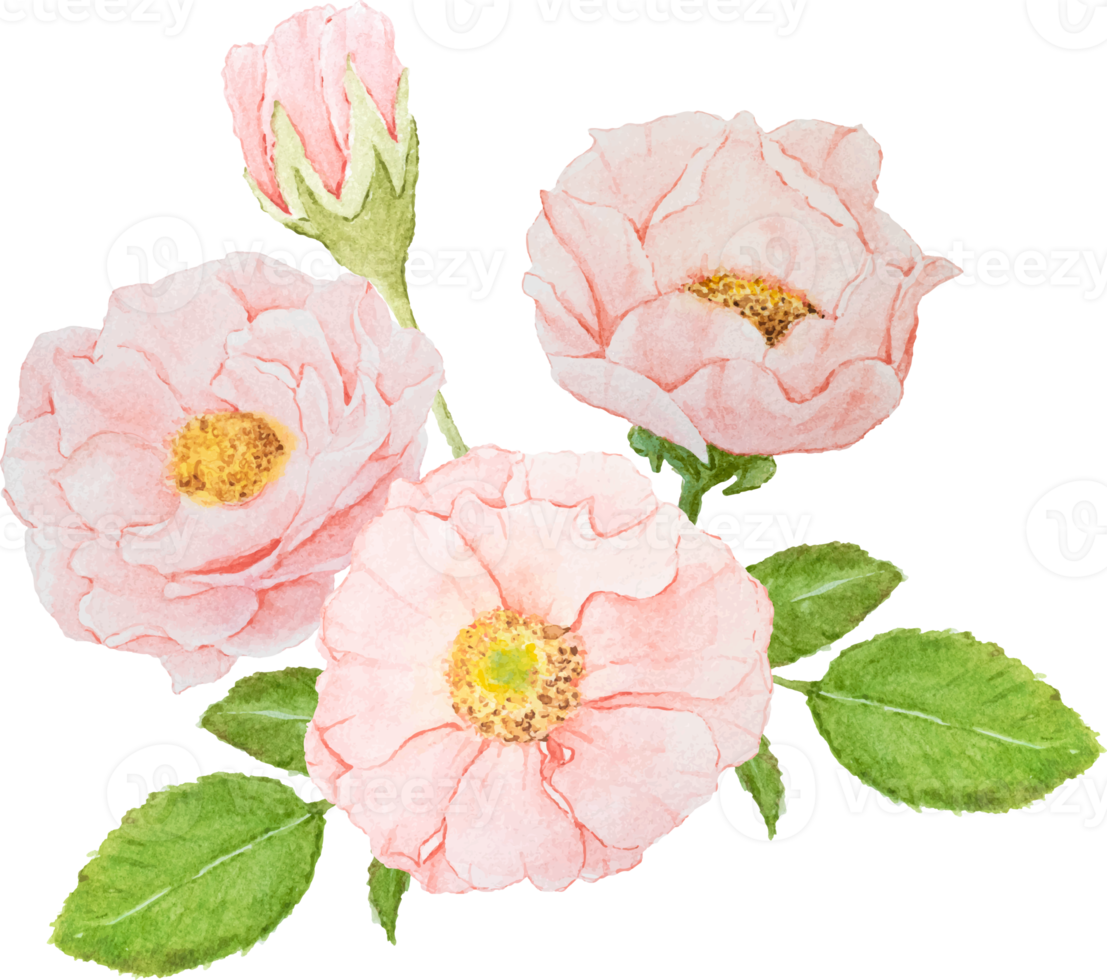 watercolor pink rose flower bouquet png