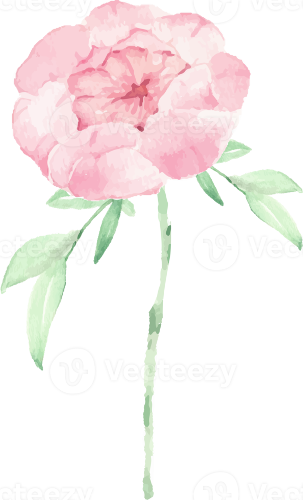 watercolor pink peony flower and green leaves elements png